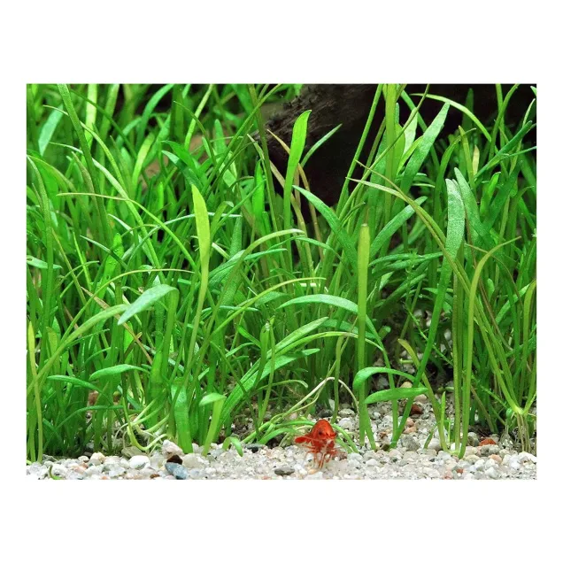 Lilaeopsis brasiliensis pianta acquario vista