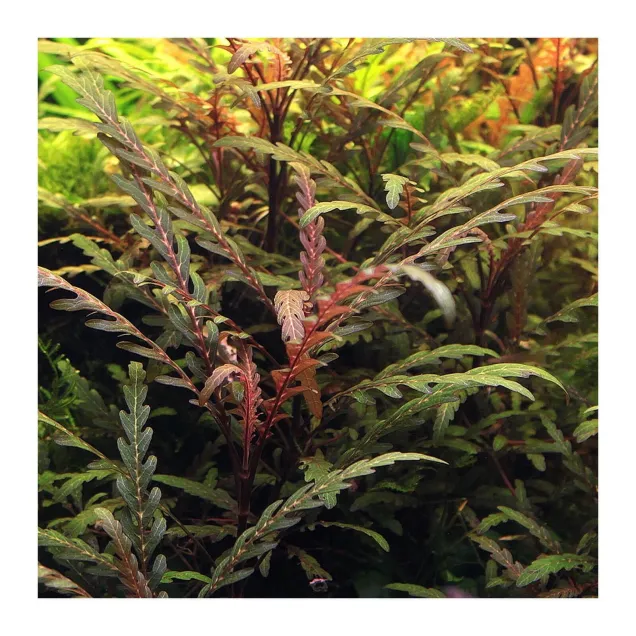 Aquaflora Hygrophila pinnatifida vista