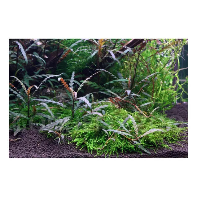 Aquaflora Hygrophila pinnatifida vasca