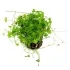 Hydrocotyle tripartita Japan pianta acquario