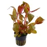Alternanthera reineckii pink