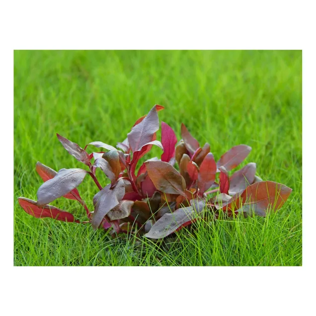 Alternanthera reineckii pink in acquario