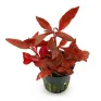 Alternanthera reineckii \'Rosanervig\'