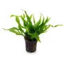 Microsorum pteropus petit