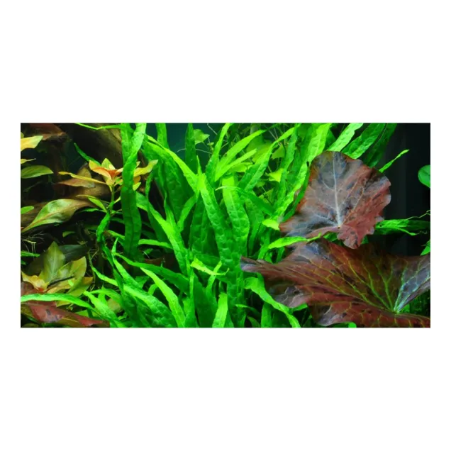 Microsorum pteropus petit pianta d'acquario in vasca