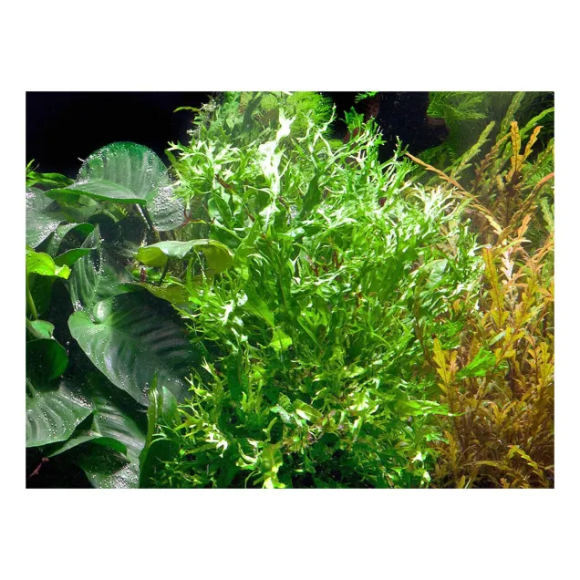 Microsorum pteropus windelov in acquario