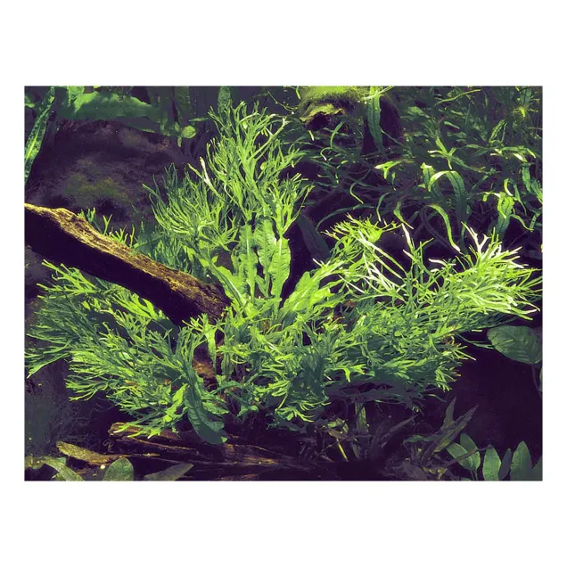 Microsorum pteropus windelov su legni