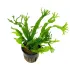 Microsorum pteropus windelov pianta acquario