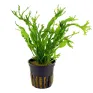 Microsorum pteropus windelov