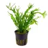Microsorum pteropus windelov