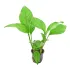Anubias heterophylla pianta per acquario