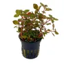 Ludwigia sp. Mini Super Red