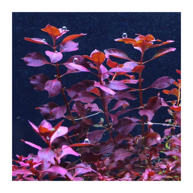Ludwigia sp. Mini Super Red pianta acquario vista laterale