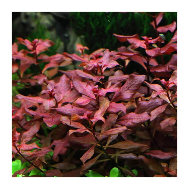 Ludwigia sp. Mini Super Red pianta acquario vista dall alto