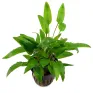 Cryptocoryne wendtii green