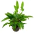 Cryptocoryne wendtii green pianta acquario