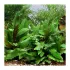 Cryptocoryne wendtii green pianta acquario scheda