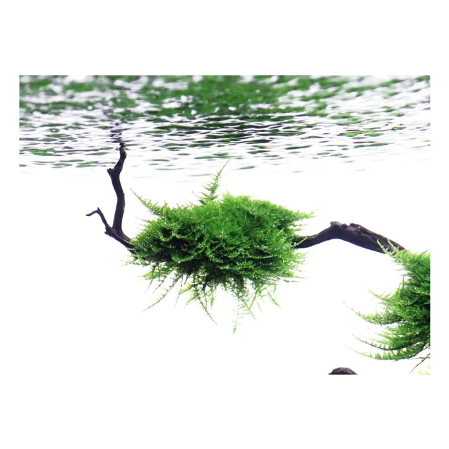 Muschio Vesicularia dubyana moss per acquario su radice