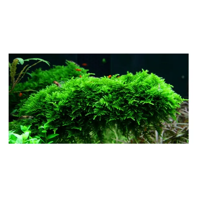 Muschio Vesicularia dubyana moss per acquario esempio sul come fissarla
