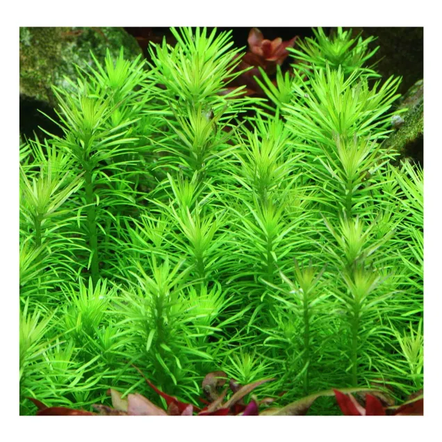 Pogostemon erectus in acquario