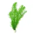 Egeria densa Elodea pianta per acquario