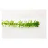 Egeria densa Elodea pianta per acquario