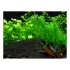 Egeria densa Elodea vista in acquario