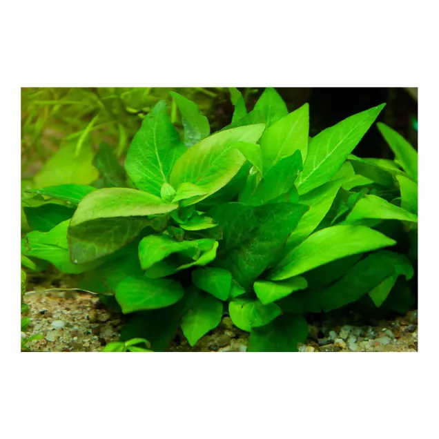 Nomaphila siamensis Parvifolia in acquario