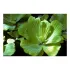 Pistia stratiotes pianta galleggiante antialghe singola