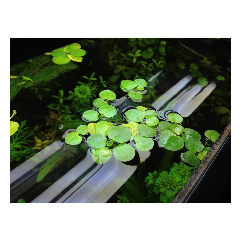 Limnobium laevigatum pianta galleggiante antialghe vista acquario