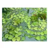 Salvinia natans pianta galleggiante antialghe laghetto