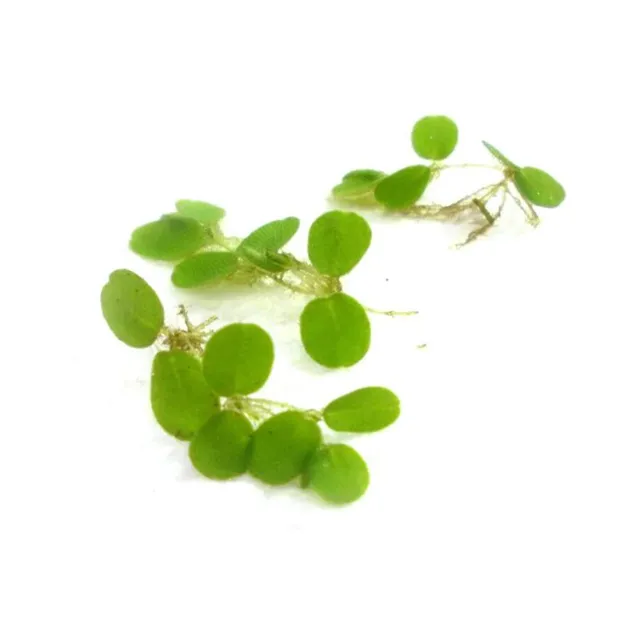 Salvinia natans pianta galleggiante antialghe singola