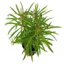 Eustralis stellata - Pogostemon stellatus