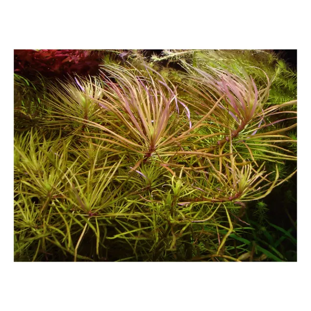 Eustralis stellata - Pogostemon stellatus pianta in acquario rossa