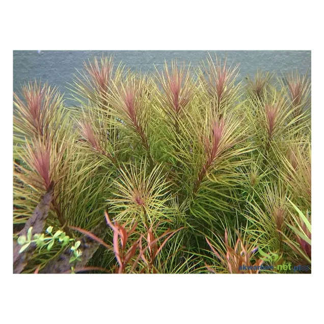 Eustralis stellata - Pogostemon stellatus