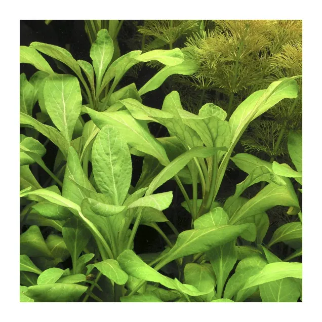 Lobelia cardinalis pianta facile