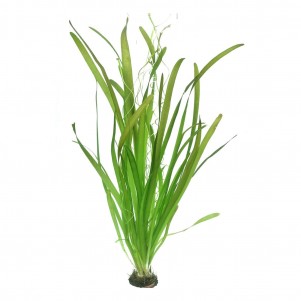 Vallisneria australis gigantea