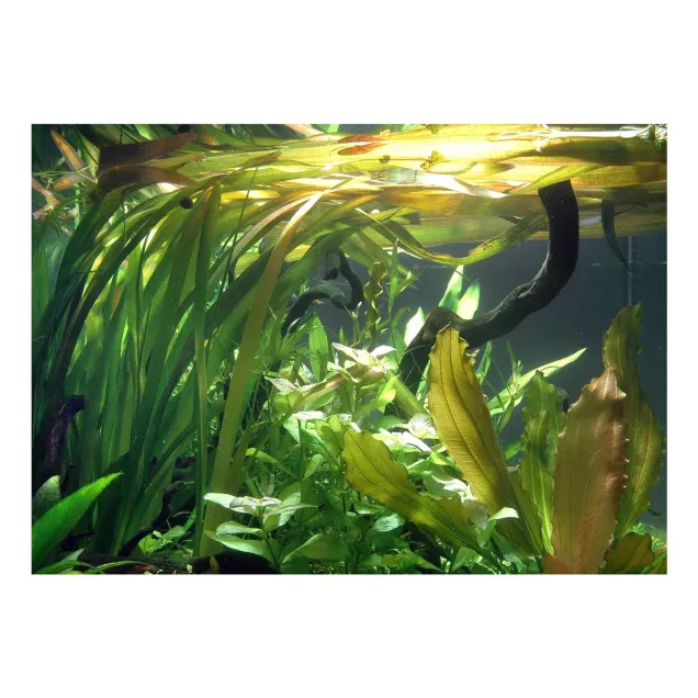 Vallisneria australis gigantea pianta per discus