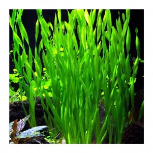 Vallisneria australis gigantea pianta facile
