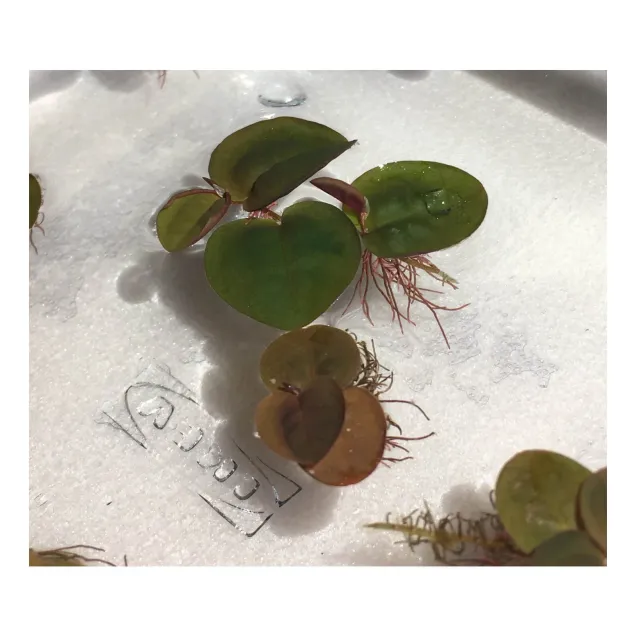 Phyllanthus fluitans pianta galleggiante antialghe dettaglio