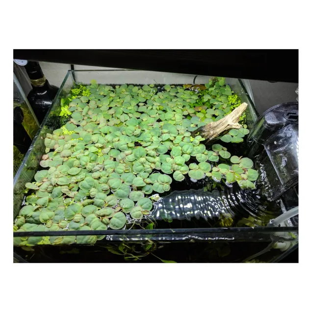 Phyllanthus fluitans pianta antialghe