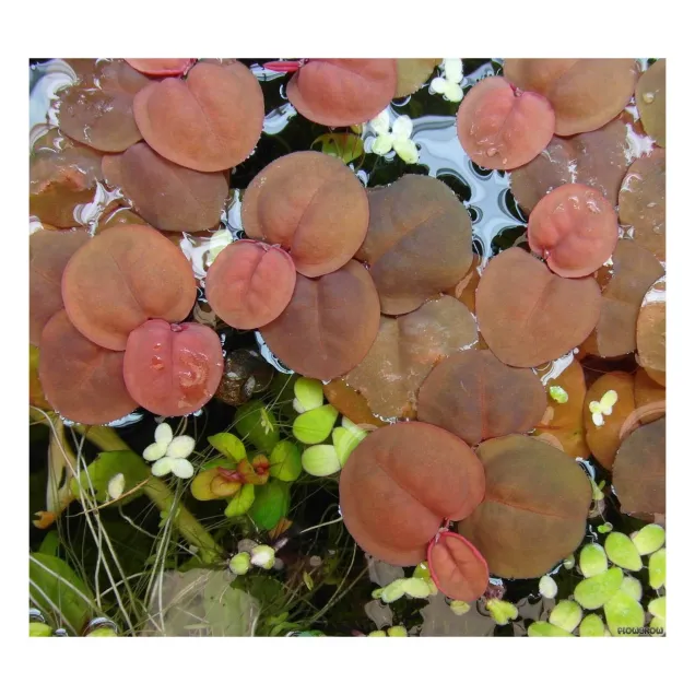 Phyllanthus fluitans pianta galleggiante antialghe