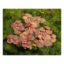 Phyllanthus fluitans pianta galleggiante antialghe