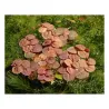 Phyllanthus fluitans pianta galleggiante antialghe con maggiore luce