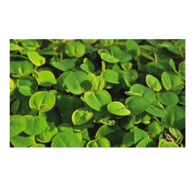 Phyllanthus fluitans pianta galleggiante per laghetto