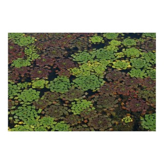 Trapa natans pianta galleggiante da laghetto