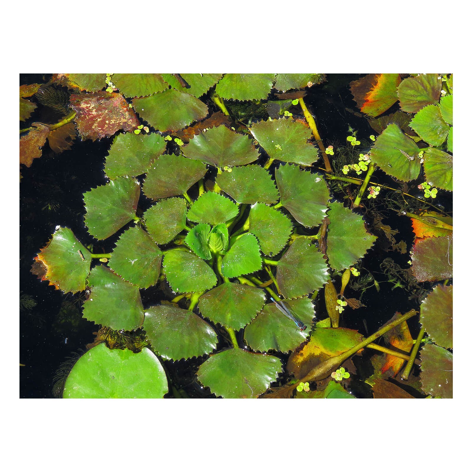 Trapa natans pianta galleggiante Castagna d'acqua