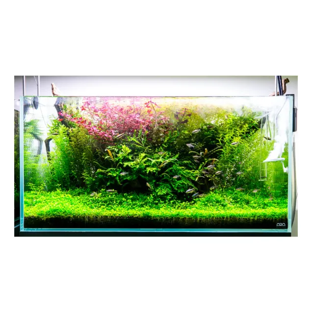 Twinstar Nano plus 2 antialghe OXYDATOR