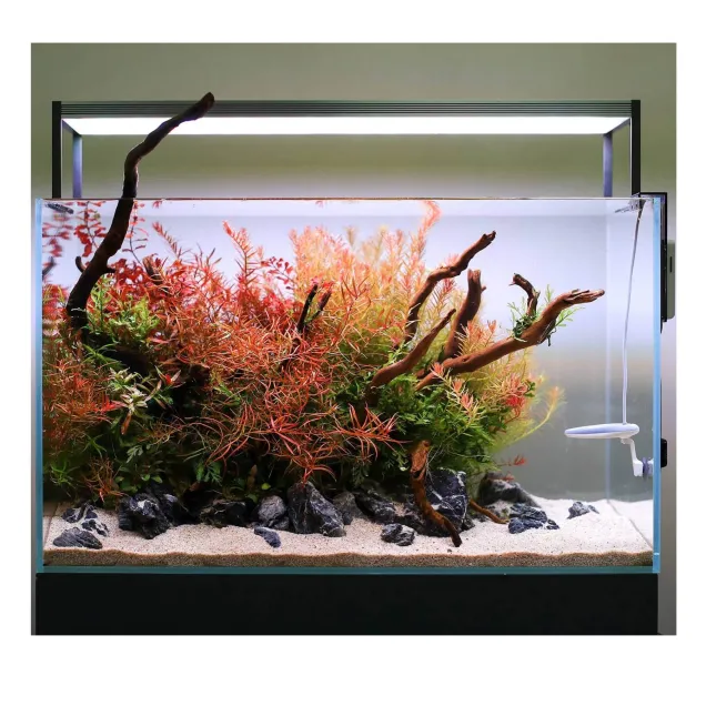 Twinstar Nano plus 2 antialghe