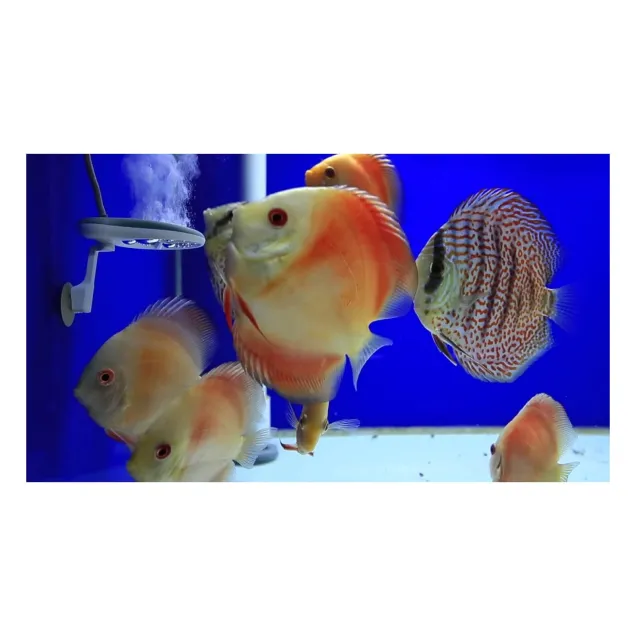 Twinstar Yotta plus 2